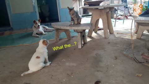 Comedy video|Puppy and cat 🙀