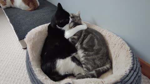 Cat Lovingly Hugs & Grooms Other Cat