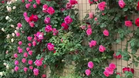 The flowers on this wall attract my attention and make me feel very happy