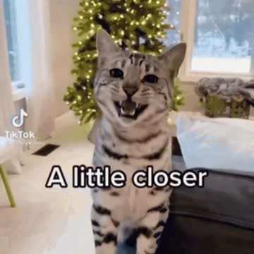 Cute Cat Gif 🐈