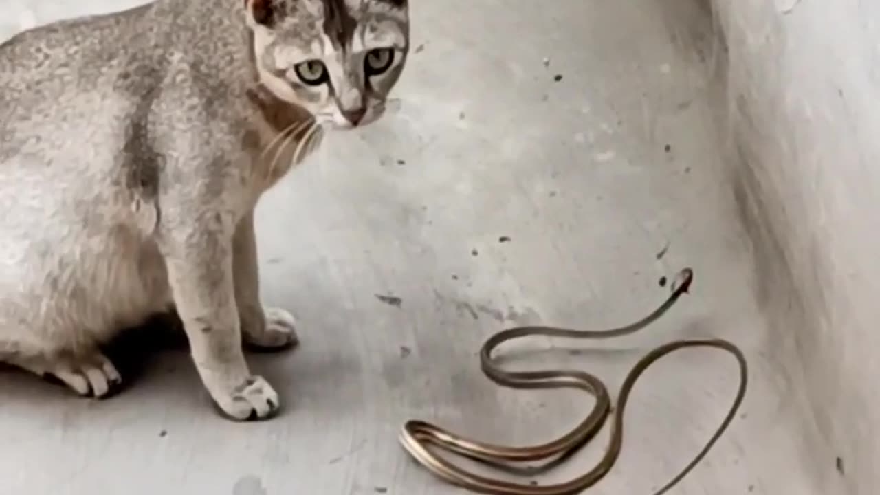 Fanny cat 🐈 vs snake 🐍