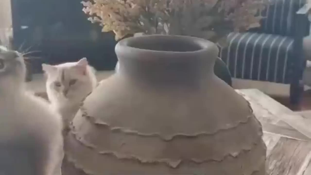 Funniest cats and dogs videos 😂😆 funny animal videos 😂/Cute Animal ever