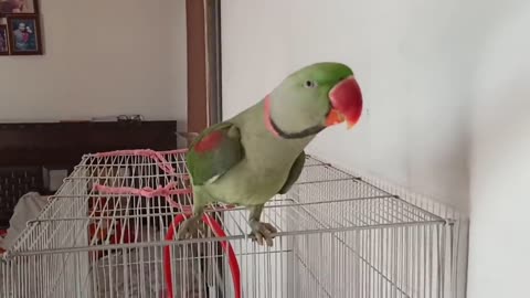 Pablo Parrot jaisi Singing aur Dance Nhi dhekha hoga p5