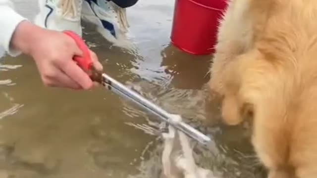 Funny videos of pet dogs at the seaside