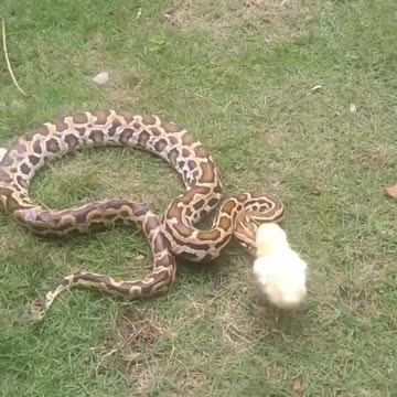 Chicken and python are playing together