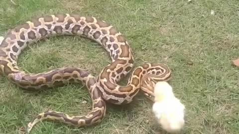 Chicken and python are playing together