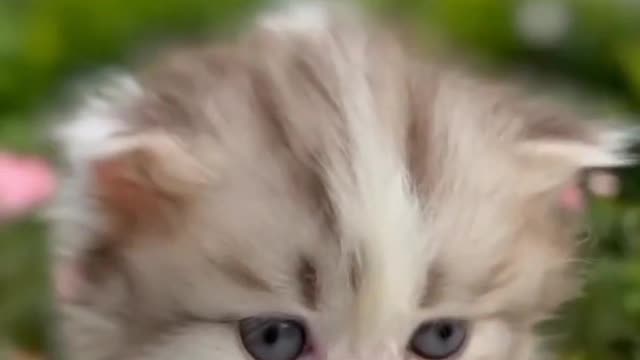 soo cute baby cat video