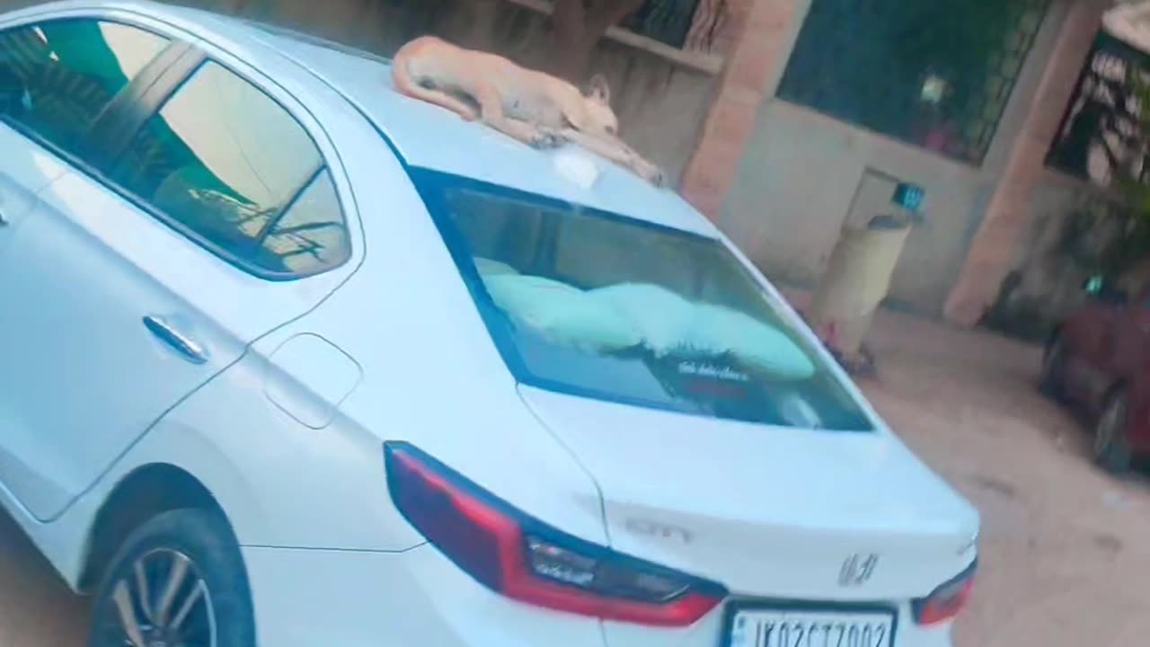 Funny dog
