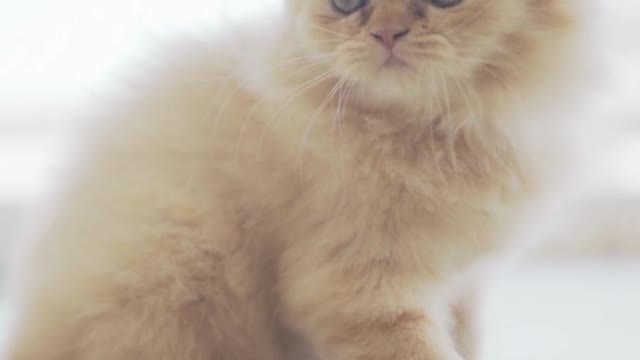 viral: cute big-eyed kitten playing