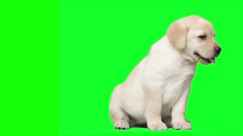 dog green composite video background