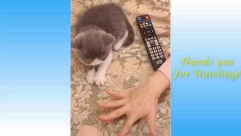 Best Of The 2022 Funny Animal Videos