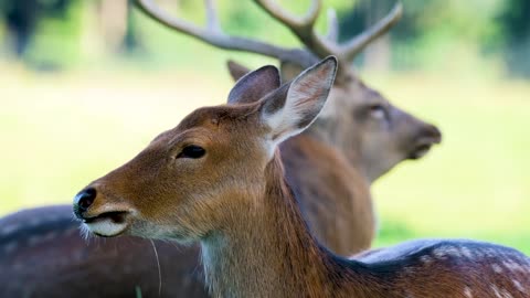 deer Fallow Deer Chew nice video