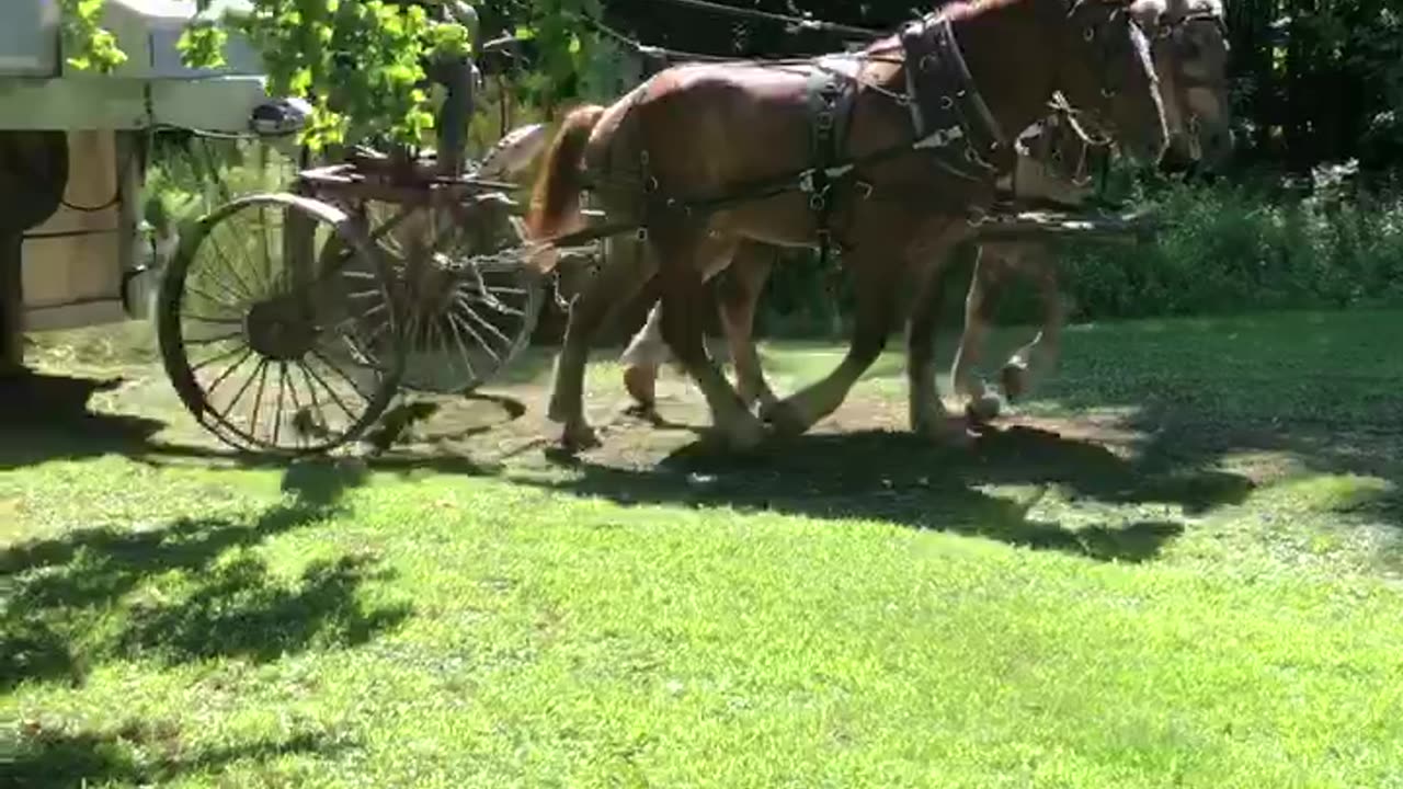 Belgians move horse trailer