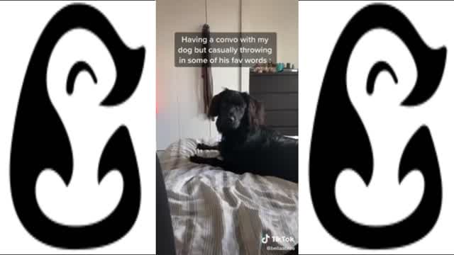 TRY NOT TO GO AAWWWWW! - CUTE DOG VIDEOS FOUND ON TIKTOK