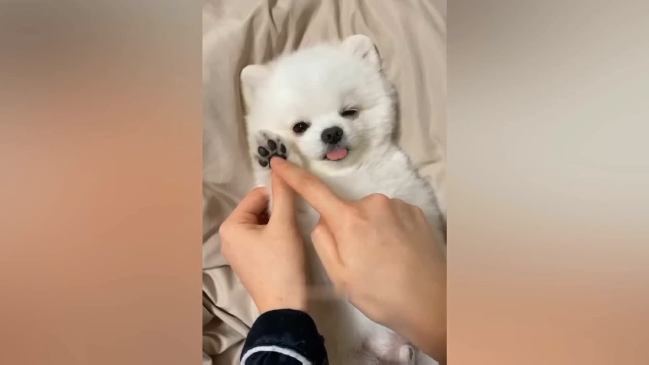 Funny animals video | you can't stop laughing
