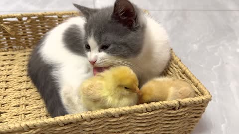 Kittens are like chicks' mothers.Their lives