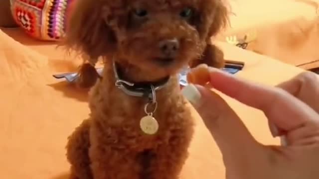 Funny dog animals