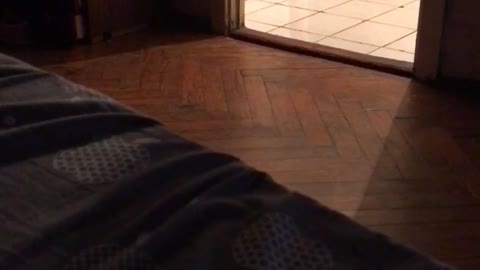 playful cat