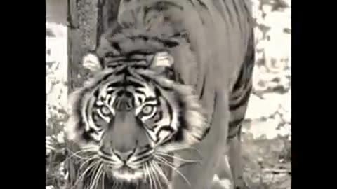 8 Times Wild Animals..🪄
