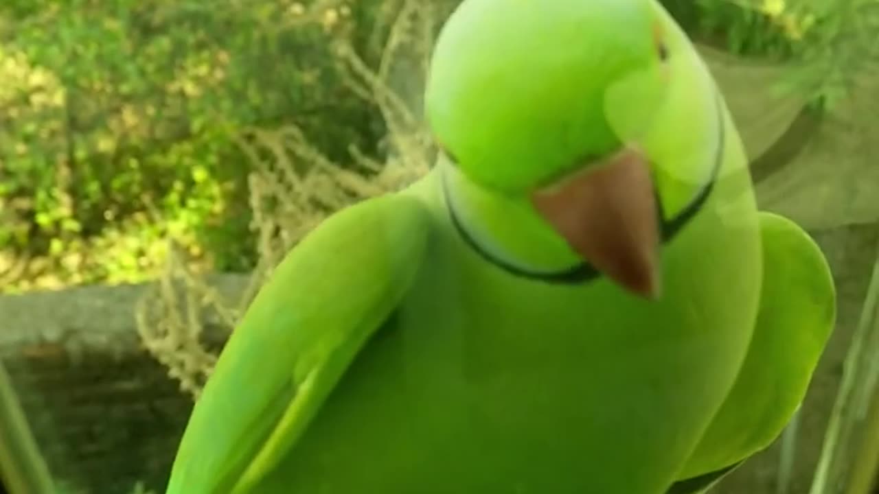 Funny Parrot Speaking