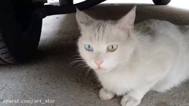 The cat with amazing eyes