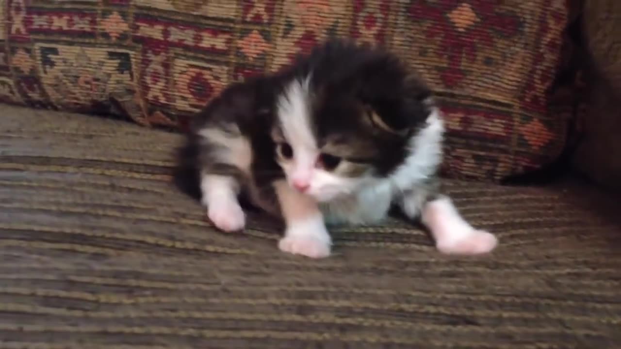 Two-Week Old Kitten Lets Out A Roar - 2024