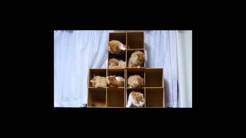 Funny Animals & Pets - Dog Vs Cat