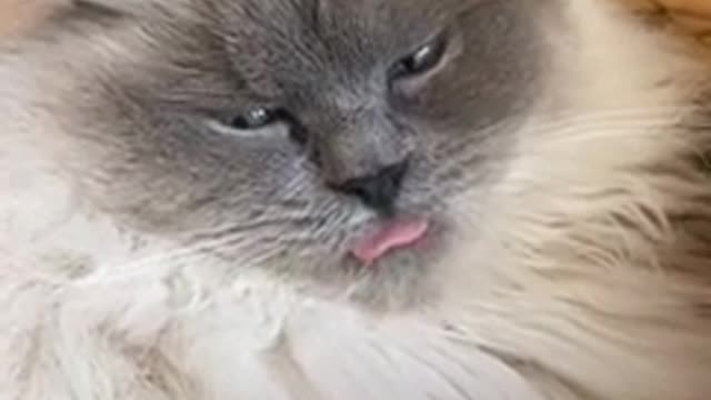 Fidgeting with his little tongue