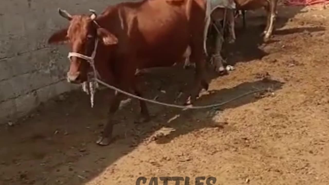 Dairy Cow | ڈیری گائے | Cattles Farming