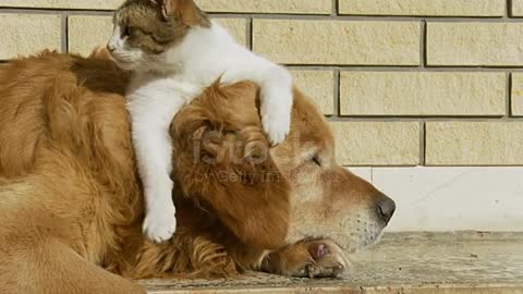 Dog and cat