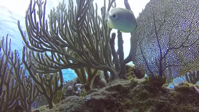 Scuba divers spotted this fish the fascinating facts of butterfly fish