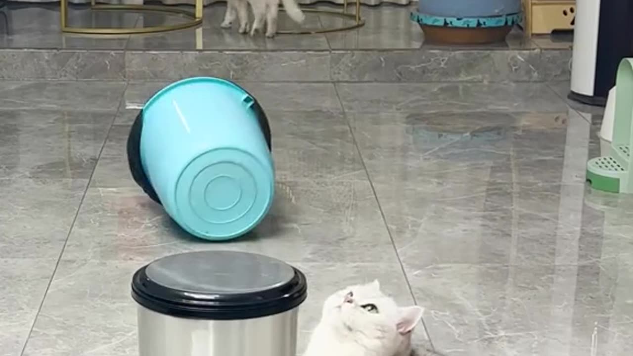 Petfunny video