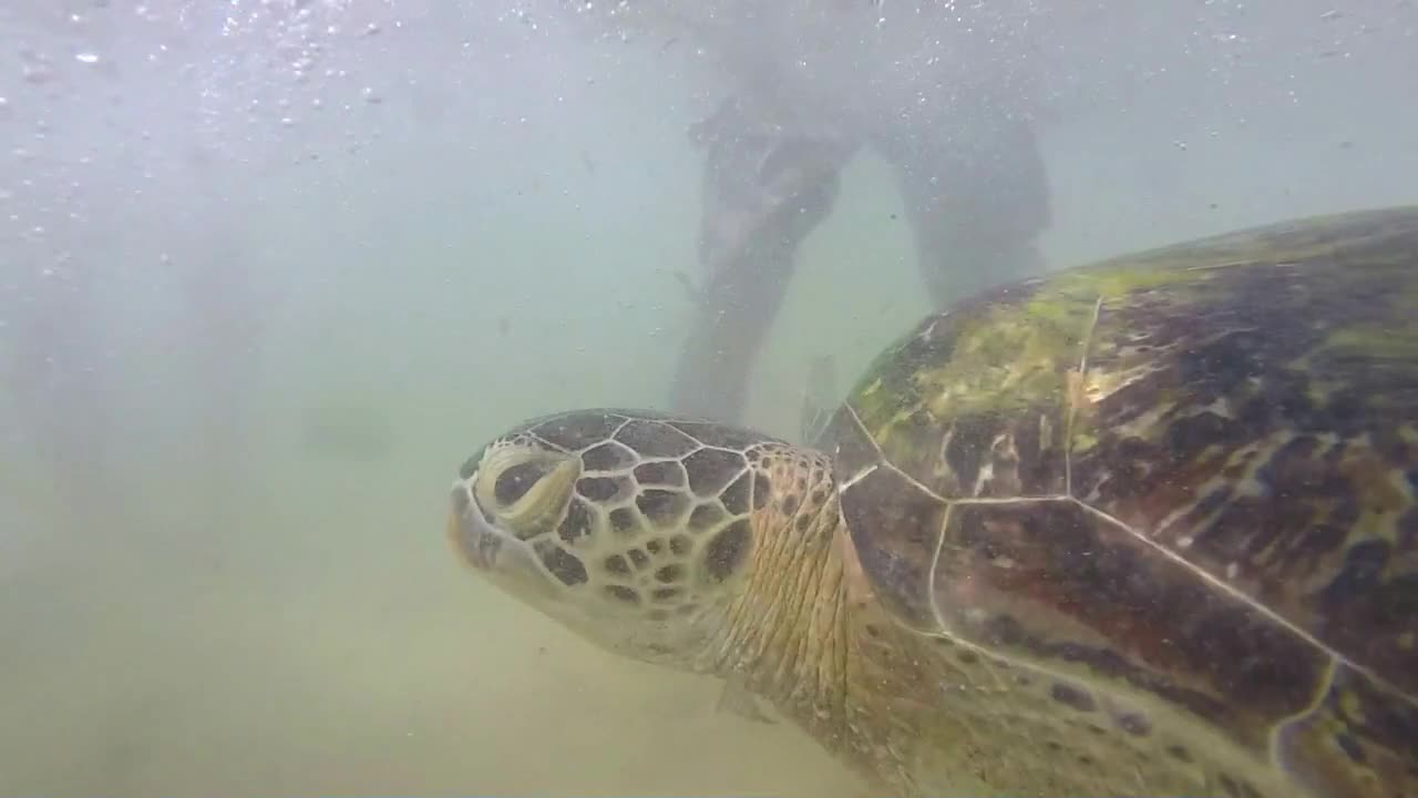 Turtle being fed seaweed by local man to entertain tourists