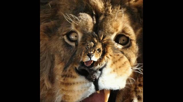 Lion animation gif video