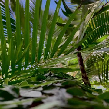 Gr liton Natural Clips, Natural Video Clips # - 52