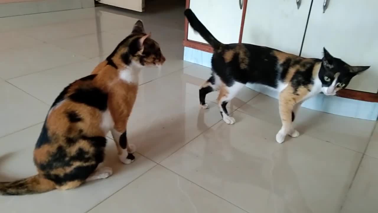 sisters morning cat fight