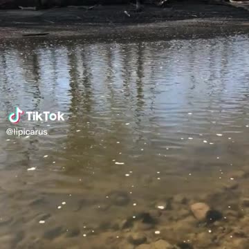 Gr liton Natural Clips, Natural Video Clips # - 95