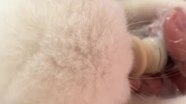 Look at her ears.🥺 #kitty