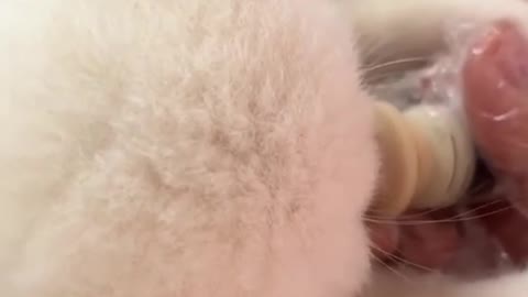 Look at her ears.🥺 #kitty