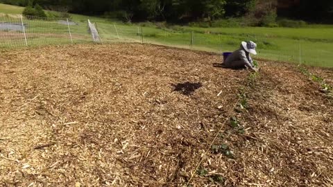 Farmers' Market Update & What's Growing 5/4/23