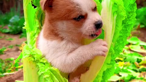 cute puppy | #animals #funny #trendingshorts #shorts #shortvideo #newvideo #viralshorts