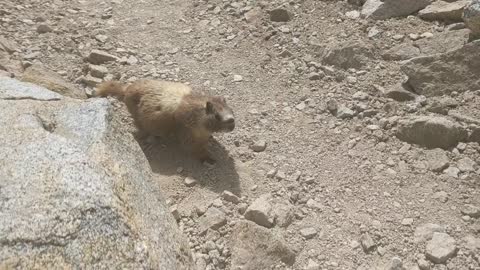 Overly Friendly Marmot