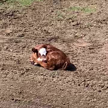 OFF THE HOOF! NOT ONE IS MOOO-VING