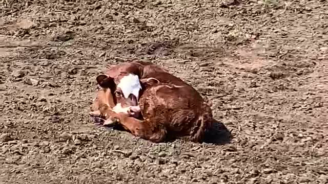 OFF THE HOOF! NOT ONE IS MOOO-VING