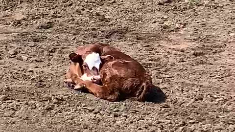 OFF THE HOOF! NOT ONE IS MOOO-VING