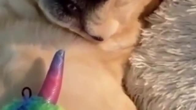🐶 Funny Dog Compilation