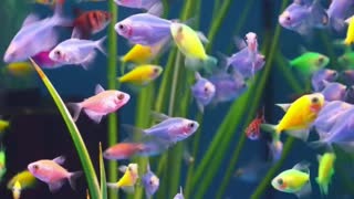 Tetra Glofish