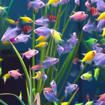 Tetra Glofish
