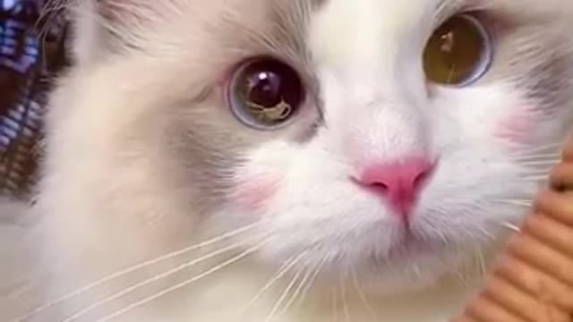 Aww Cute Cats Videos #catmeow Funny Animals Compilation😹 Try Not To Laugh Challenge MV59 #shorts