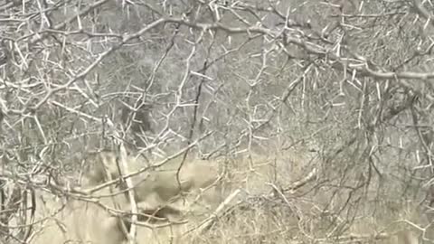 The vultures scattered when the lion arrived